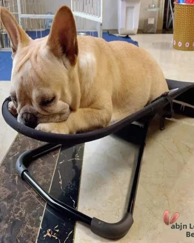 Portable Dog Roing Chair Breathable Me Bed Teddy French Bulldog Sp Sofa Pet Bed Hammo Car Storage Organizer